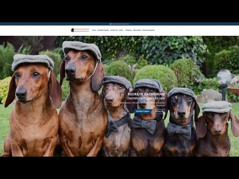 Is Buckeyedachshund.com legit or a scam?