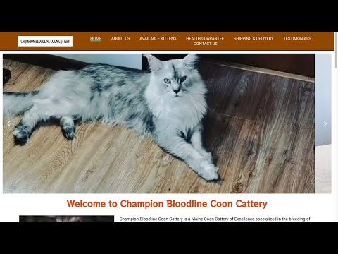 Is Championbloodlinecooncattery.com legit or a scam?