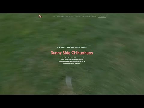 Is Sunnysidechihuahuas.com (Sunny Side Chihuahuas) legit or a scam?