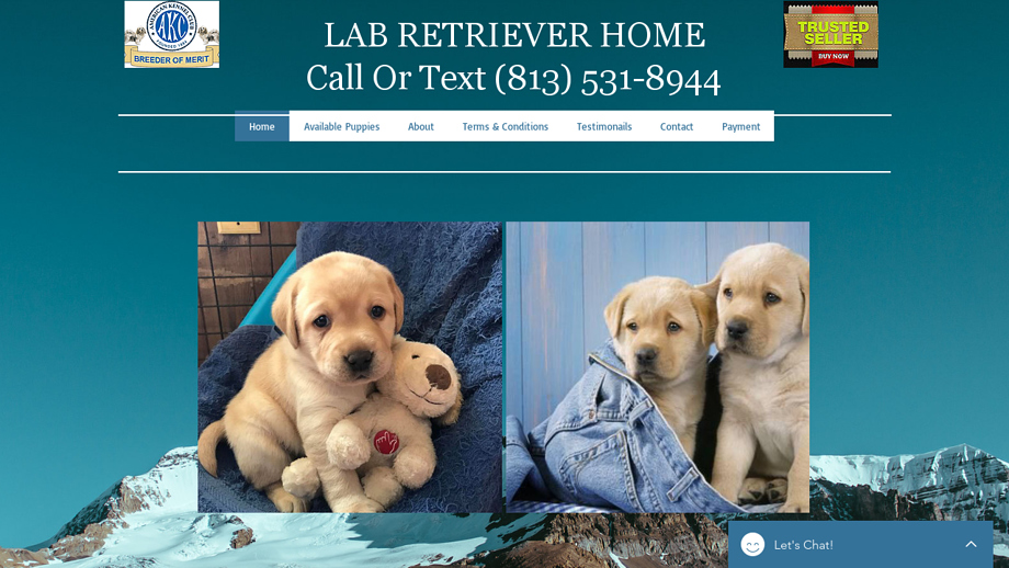 Akcpuppyhome.us - Labrador Puppy Scam Review