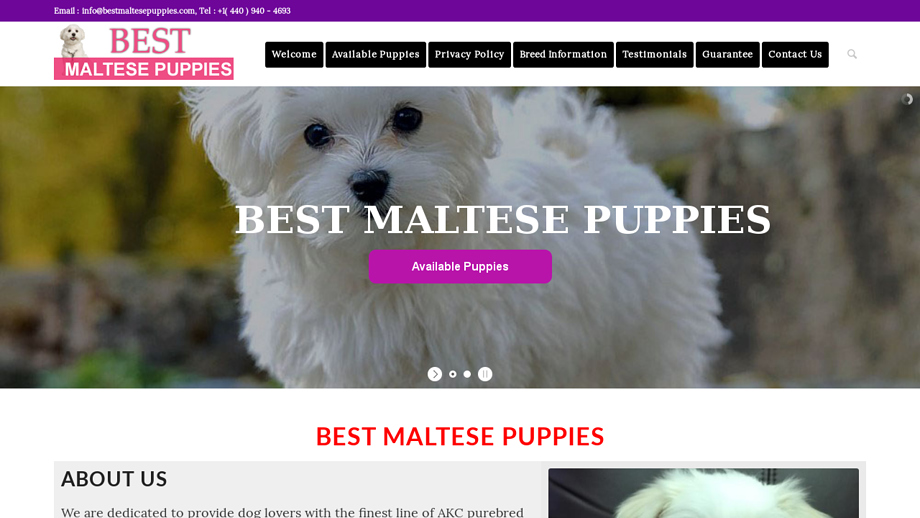 Bestmaltesepuppies.com - Maltese Puppy Scam Review