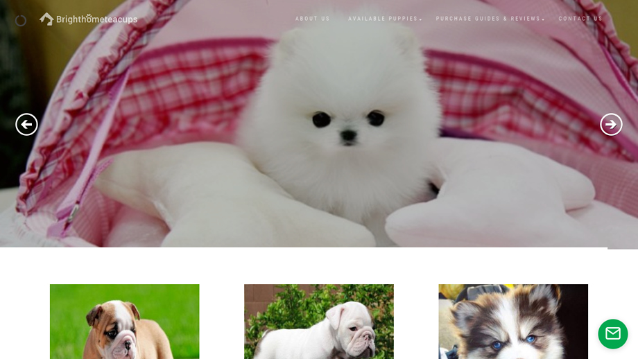 Brighthometeacups.com - Pomeranian Puppy Scam Review