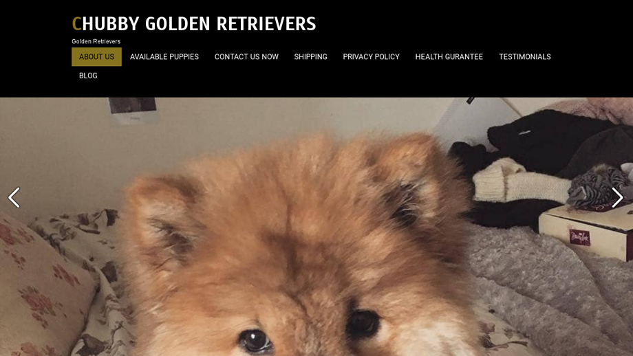 Chubbygoldenretrievers.com - Golden Retriever Puppy Scam Review