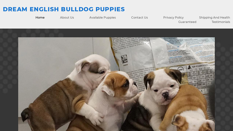 Dreamenglishbulldogpuppies.com - English Bulldog Puppy Scam Review