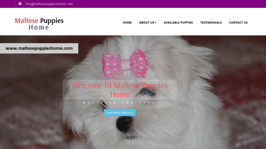 Maltesepuppieshome.com - Maltese Puppy Scam Review