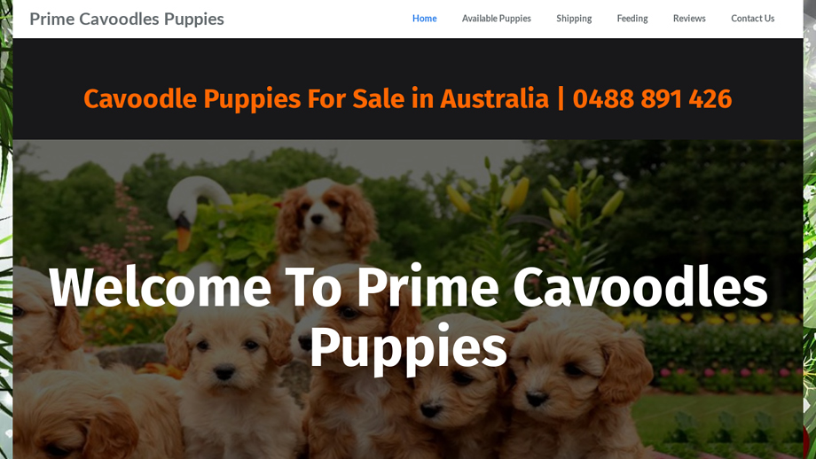 Primecavoodles.com - Cavapoo Puppy Scam Review