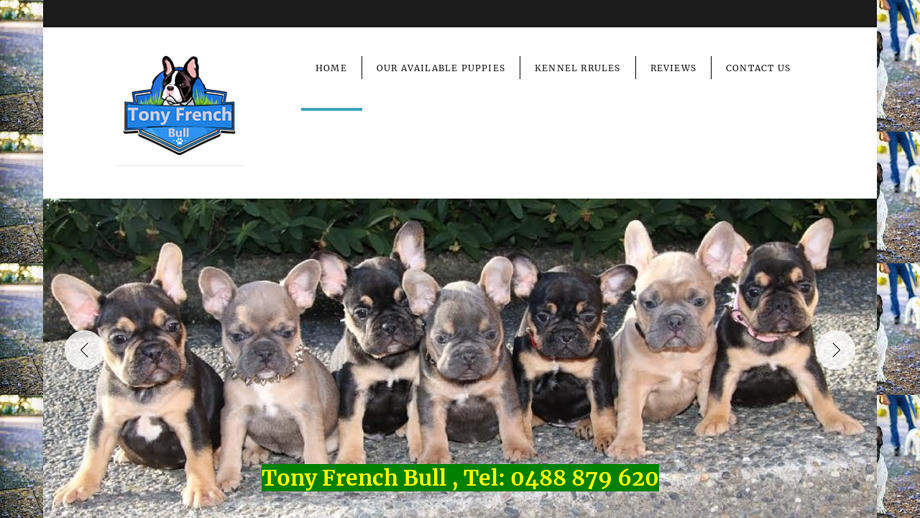 Tonyfrenchbull.com - French Bulldog Puppy Scam Review