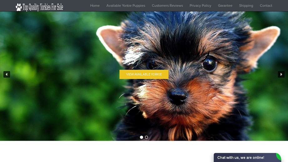 Topqualityyorkiesforsale.com - Yorkshire Terrier Puppy Scam Review