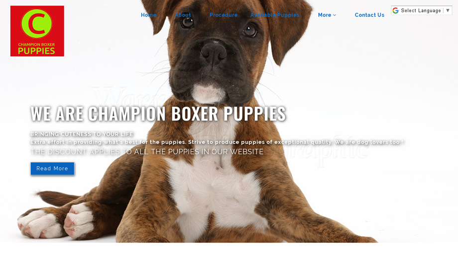 Championboxershome.com - Boxer Puppy Scam Review