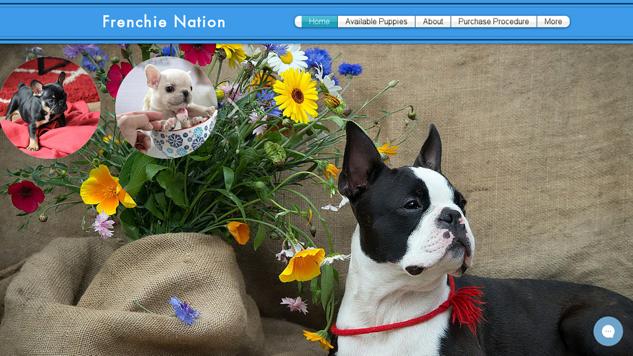 Frenchienation.us - French Bulldog Puppy Scam Review