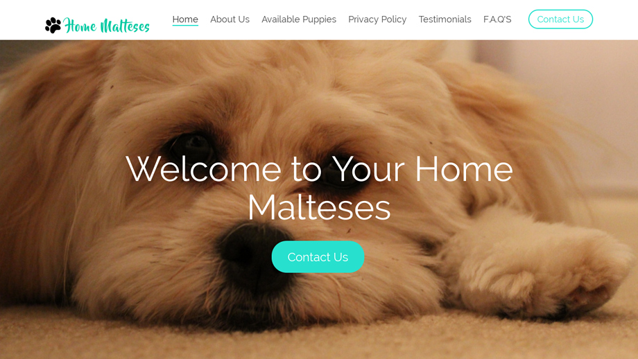 Homemalteses.com - Maltese Puppy Scam Review