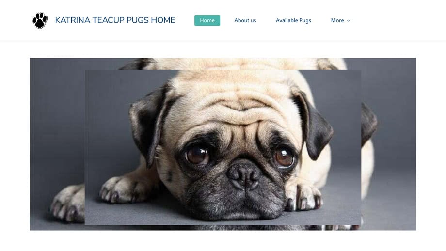 Katrinatcuppugs.com - Pug Puppy Scam Review