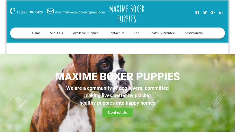 Maximeboxerpuppies.com - Boxer Puppy Scam Review