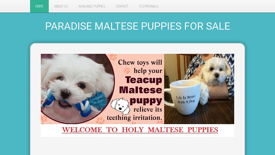 Paradisemaltesepuppiesforsale.com - Maltese Puppy Scam Review