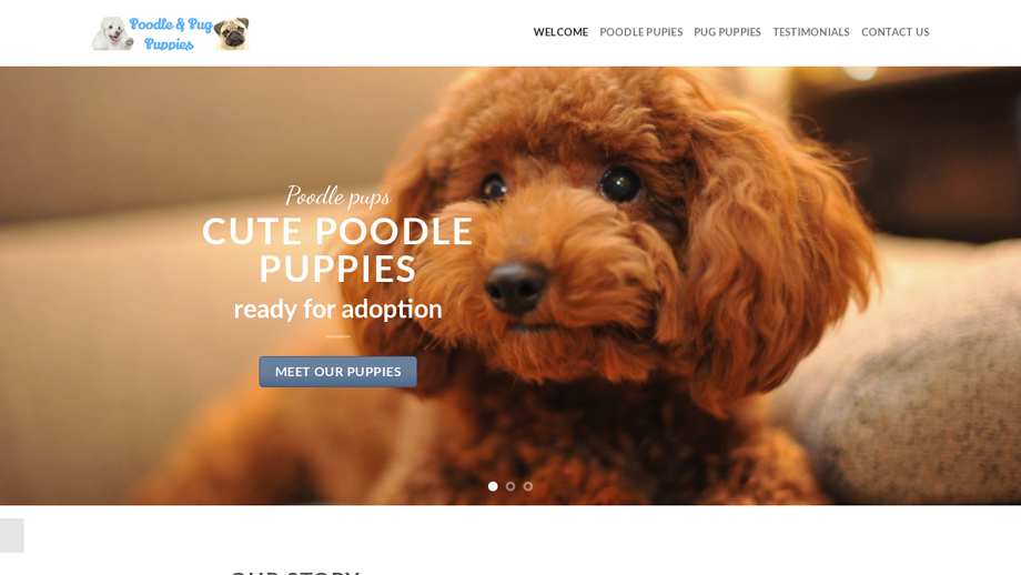 Poodlenpugpuppies.com - Poodle Puppy Scam Review