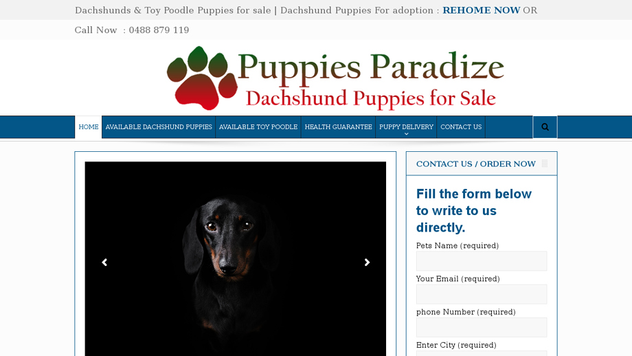 Puppiesparadize.com - Dachshund Puppy Scam Review