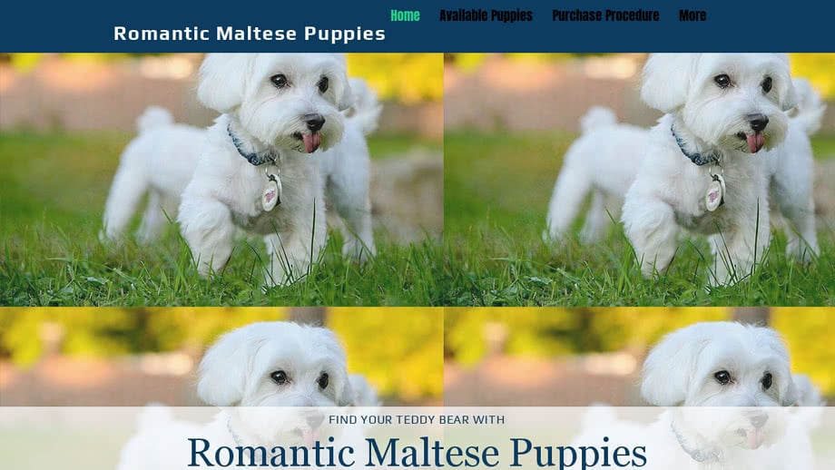 Romanticmaltese.com - Maltese Puppy Scam Review