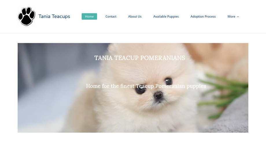 Taniateacups.com - Yorkshire Terrier Puppy Scam Review