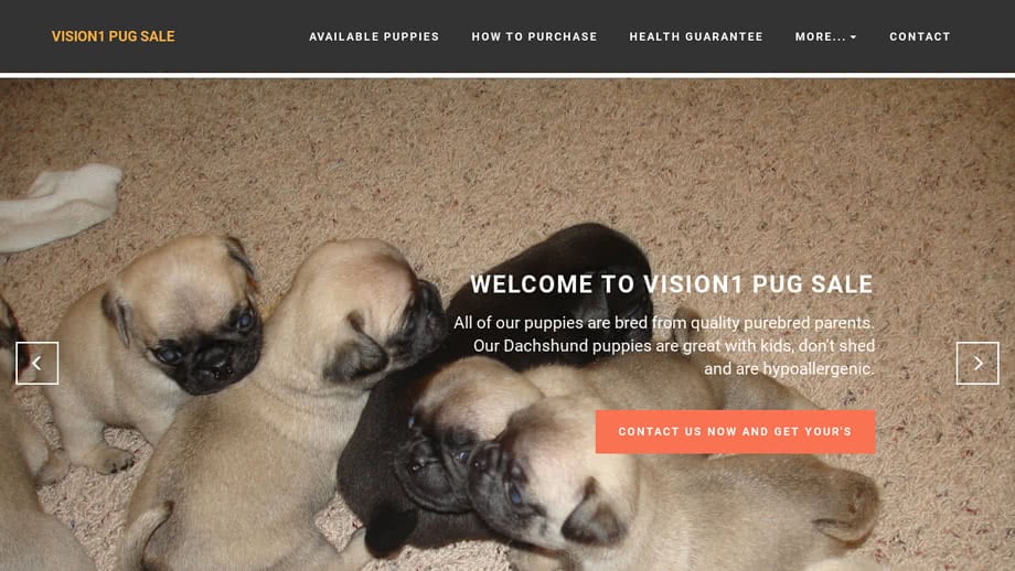 Vision1pugsales.com - Pug Puppy Scam Review