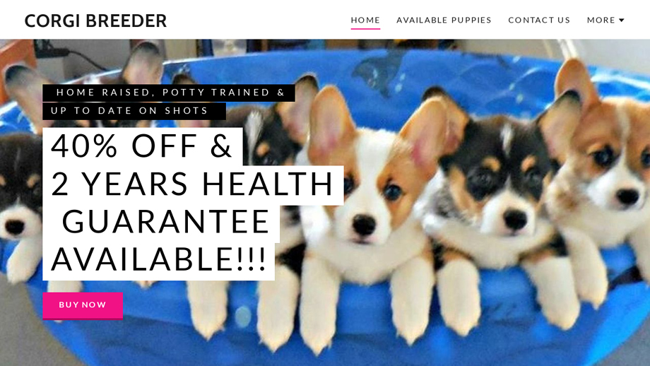 Akccorgibreeder.club - Corgi Puppy Scam Review