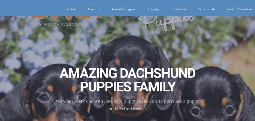 Amazingdachshundfamily.com - Dachshund Puppy Scam Review