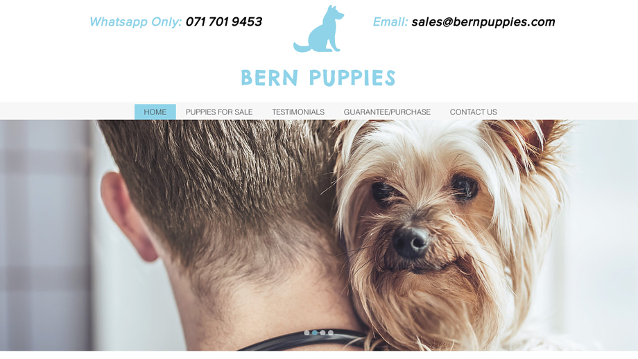 Bernpuppies.com - Pug Puppy Scam Review