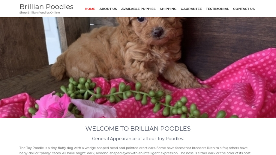 Brillianpoodles.com - Poodle Puppy Scam Review