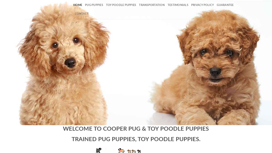 Cooperpugandtoypoodlepuppies.com - Poodle Puppy Scam Review