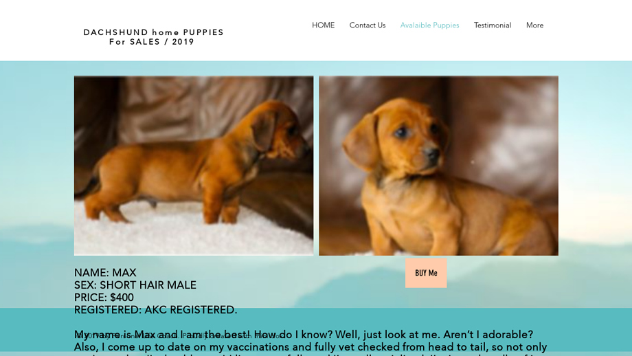 Dachshundbabies.com - Dachshund Puppy Scam Review