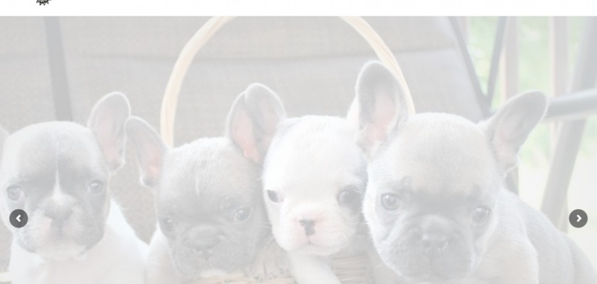 Familyfrenchbullies.com - French Bulldog Puppy Scam Review
