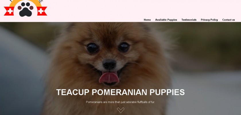 Funpomshome.com - Pomeranian Puppy Scam Review