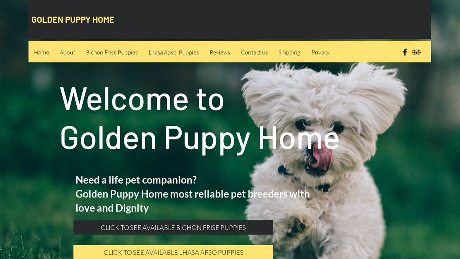 Goldenpuppyhome.us - Bichon Frise Puppy Scam Review