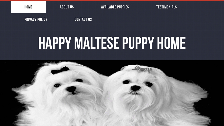 Happymaltesepuppies.com - Maltese Puppy Scam Review