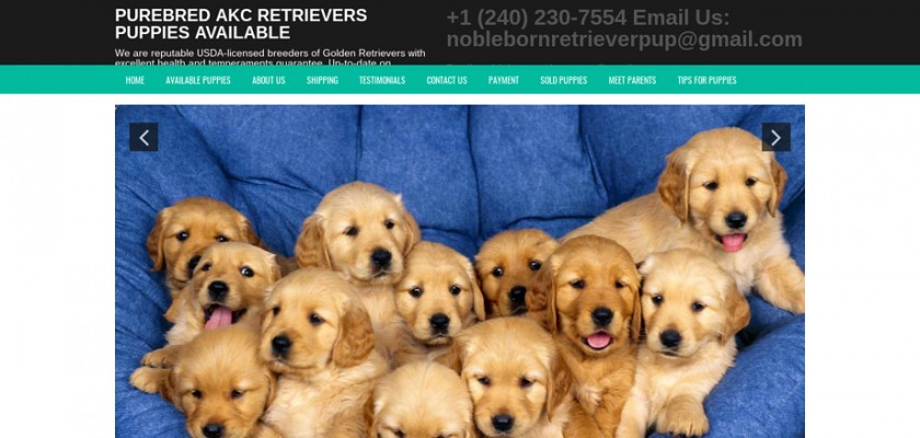 Noblebornretrievers.com - Golden Retriever Puppy Scam Review