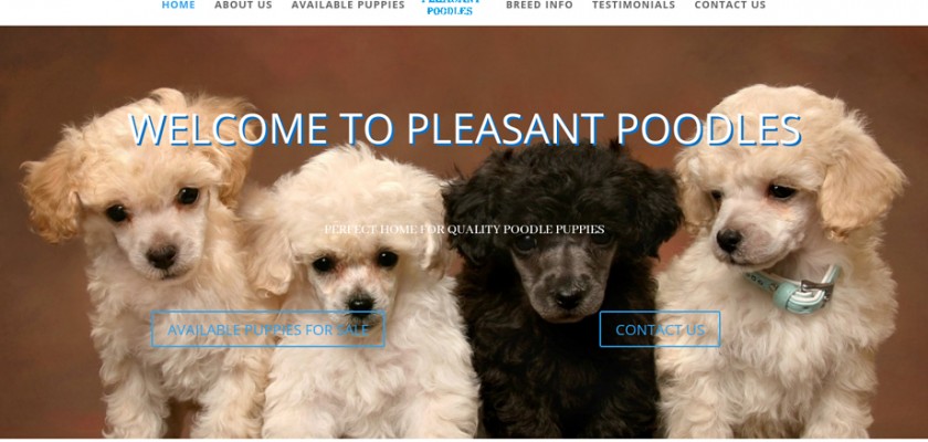 Pleasantpoodles.com - Poodle Puppy Scam Review