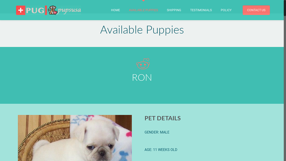 Pugpupsusa.com - Pug Puppy Scam Review