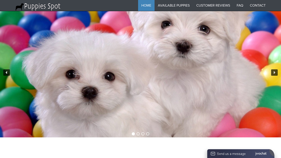 Puppies-spot.com - Maltese Puppy Scam Review