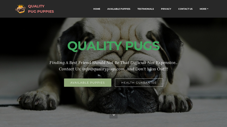 Qualitypugs.com - Pug Puppy Scam Review