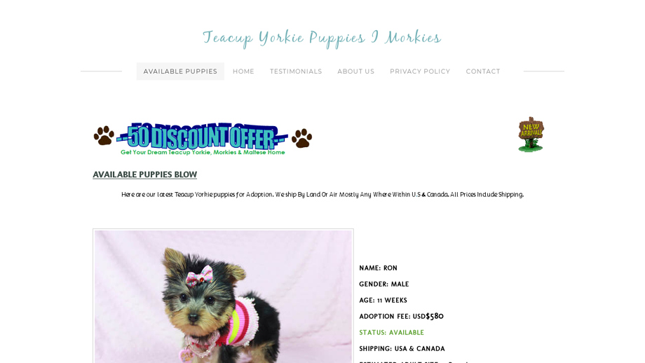 Teacuptoyyorkiepuppies.com - Yorkshire Terrier Puppy Scam Review