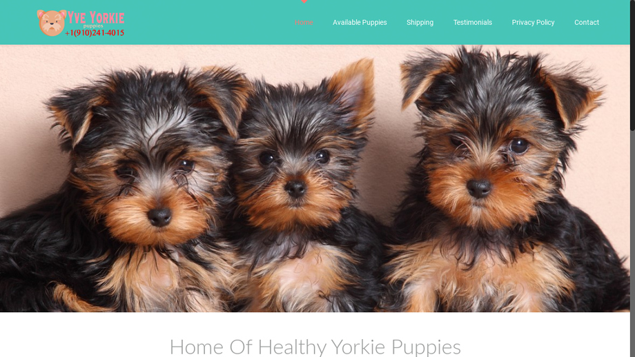 Yveyorkiepuppies.com - Yorkshire Terrier Puppy Scam Review