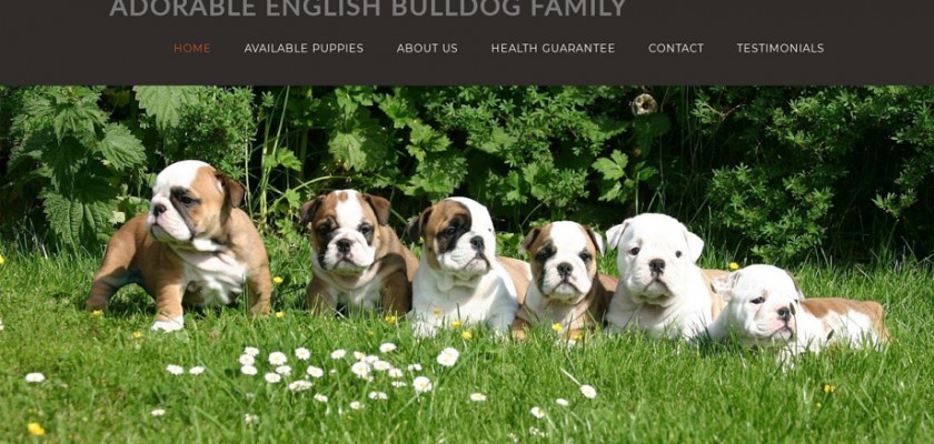 Adorablebulldogs.net - English Bulldog Puppy Scam Review