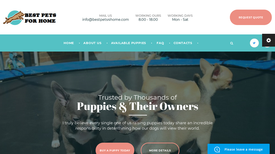 Bestpets4home.com - Chihuahua Puppy Scam Review