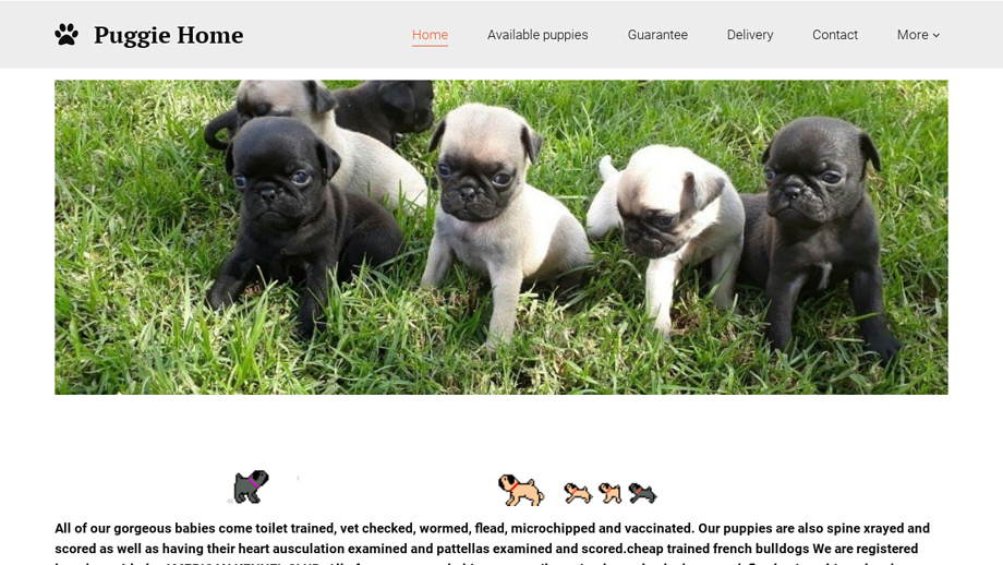 Carolinapugspuppies.com - Pug Puppy Scam Review