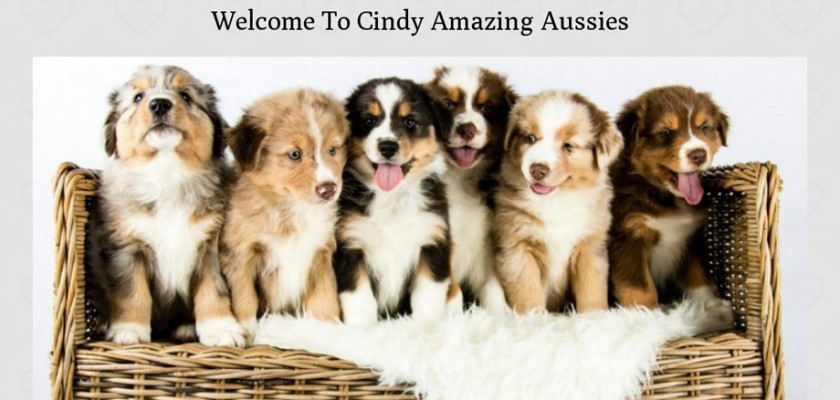 Cindyamazingaussies.com - Australian Shepherd Puppy Scam Review