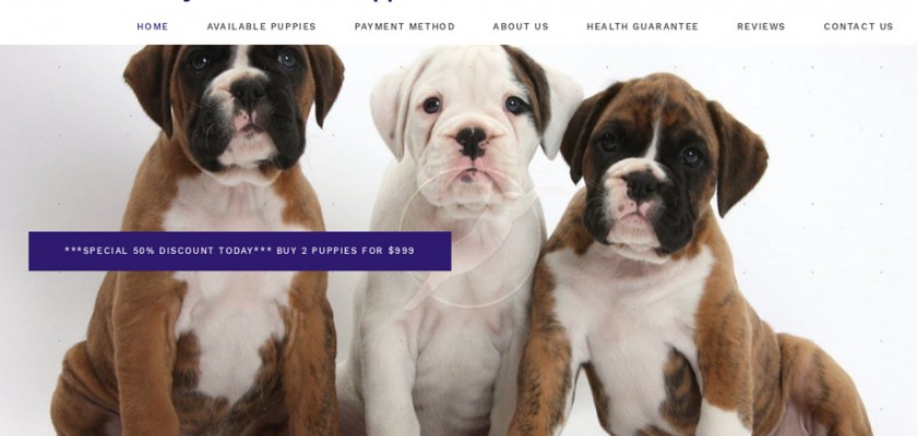 Dynamicpuppies.com - Boxer Puppy Scam Review