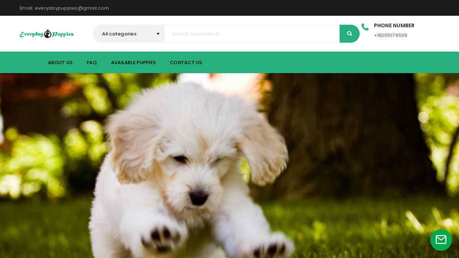 Everydaypuppies.com - Cavalier King Charles Spaniel Puppy Scam Review