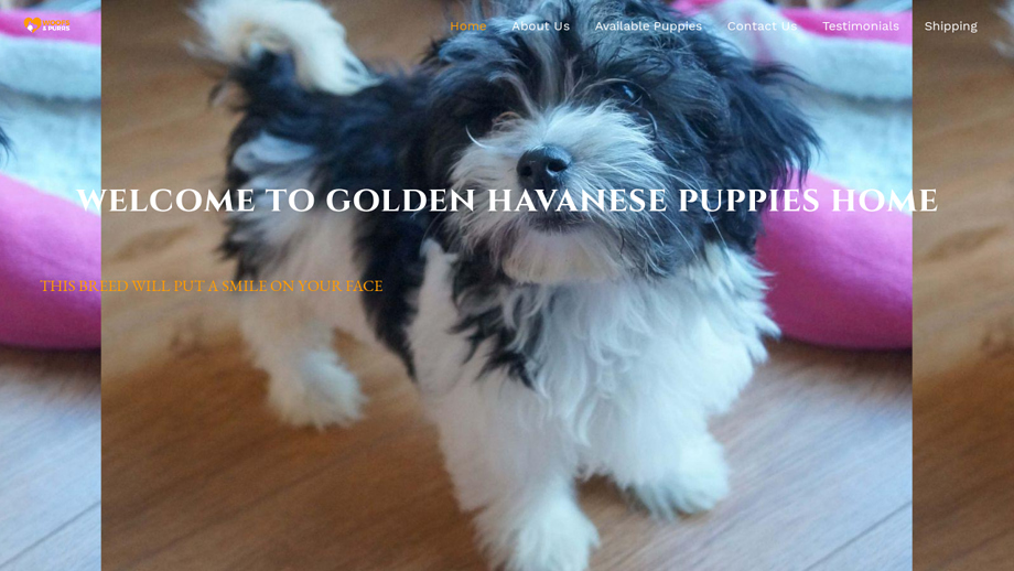 Goldenhavanesepuppies.com - Havanese Puppy Scam Review