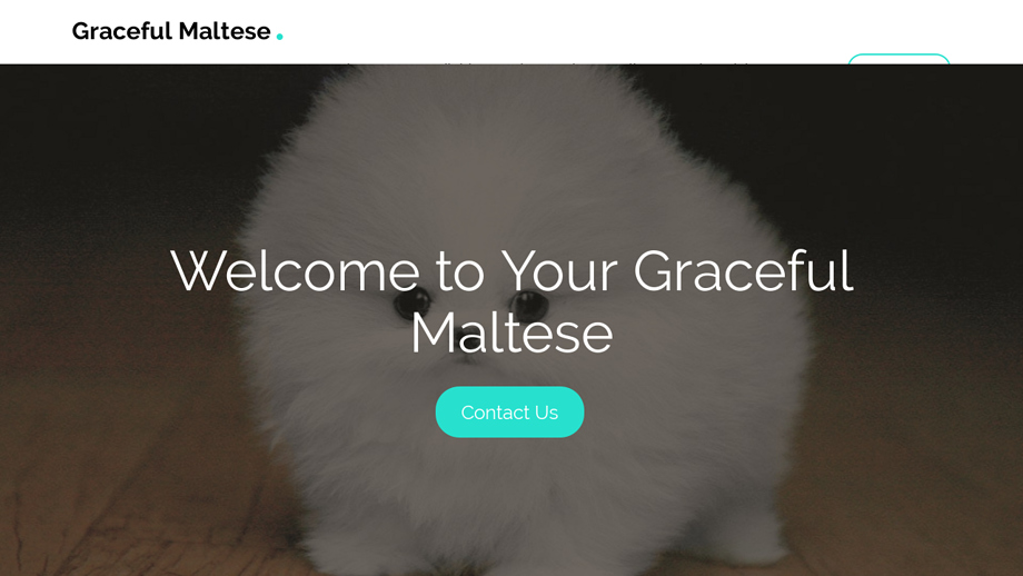 Gracefulmaltesehome.com - Maltese Puppy Scam Review