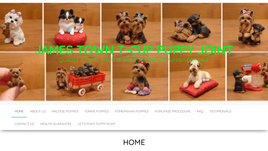 Jamestownteacups.com - Maltese Puppy Scam Review