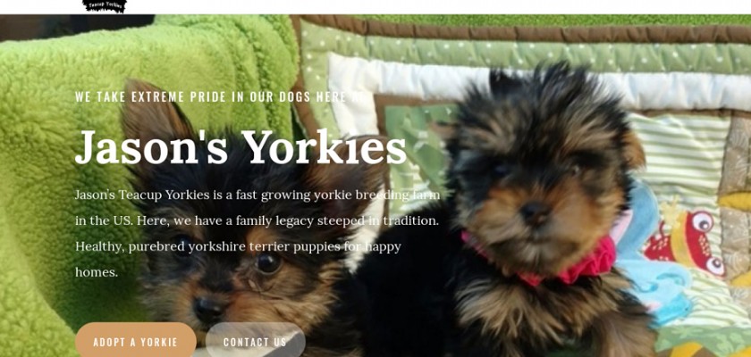 Jasonstcupyorkies.com - Yorkshire Terrier Puppy Scam Review